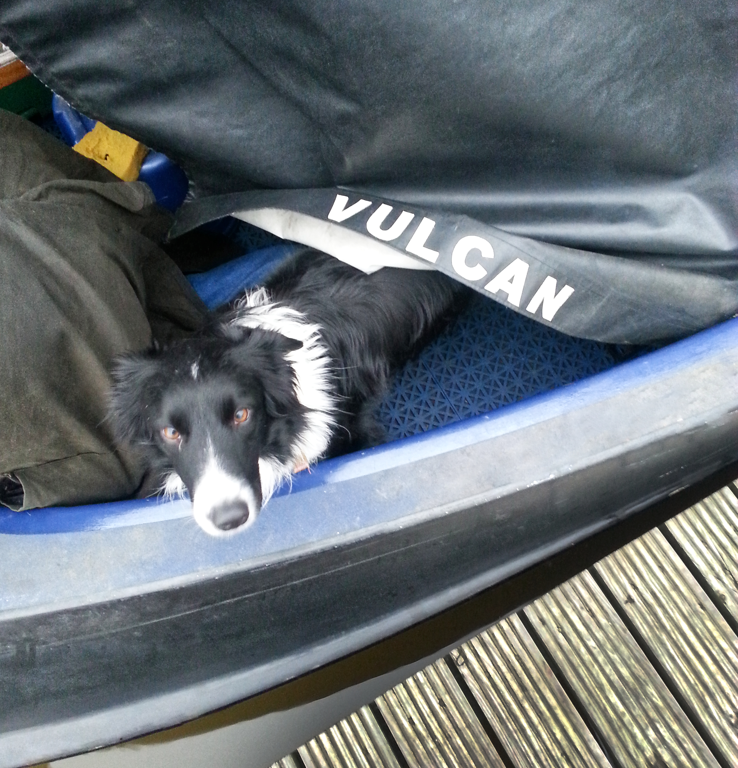 A photograph of a border collie, stood on the foredeck of vulcan, back half hidden under the cratch cover. 