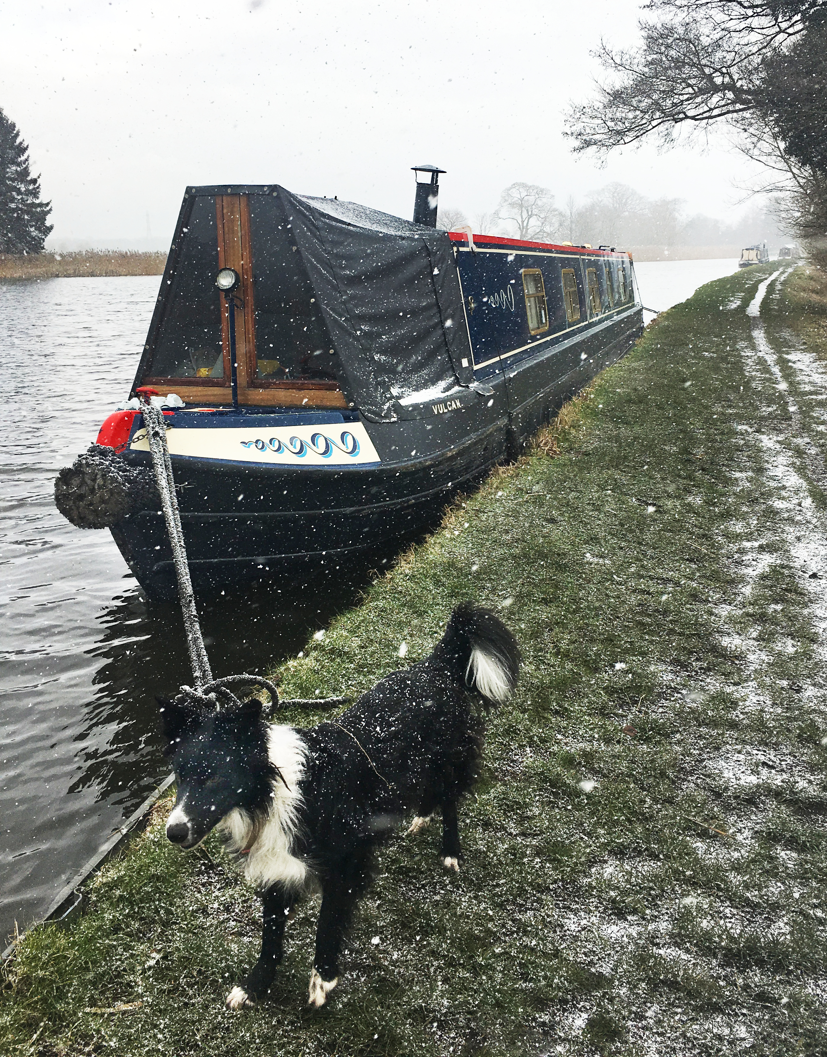 A photograph of a border collie on the towpath, enjoying the snowy conditions next to Vulcan.